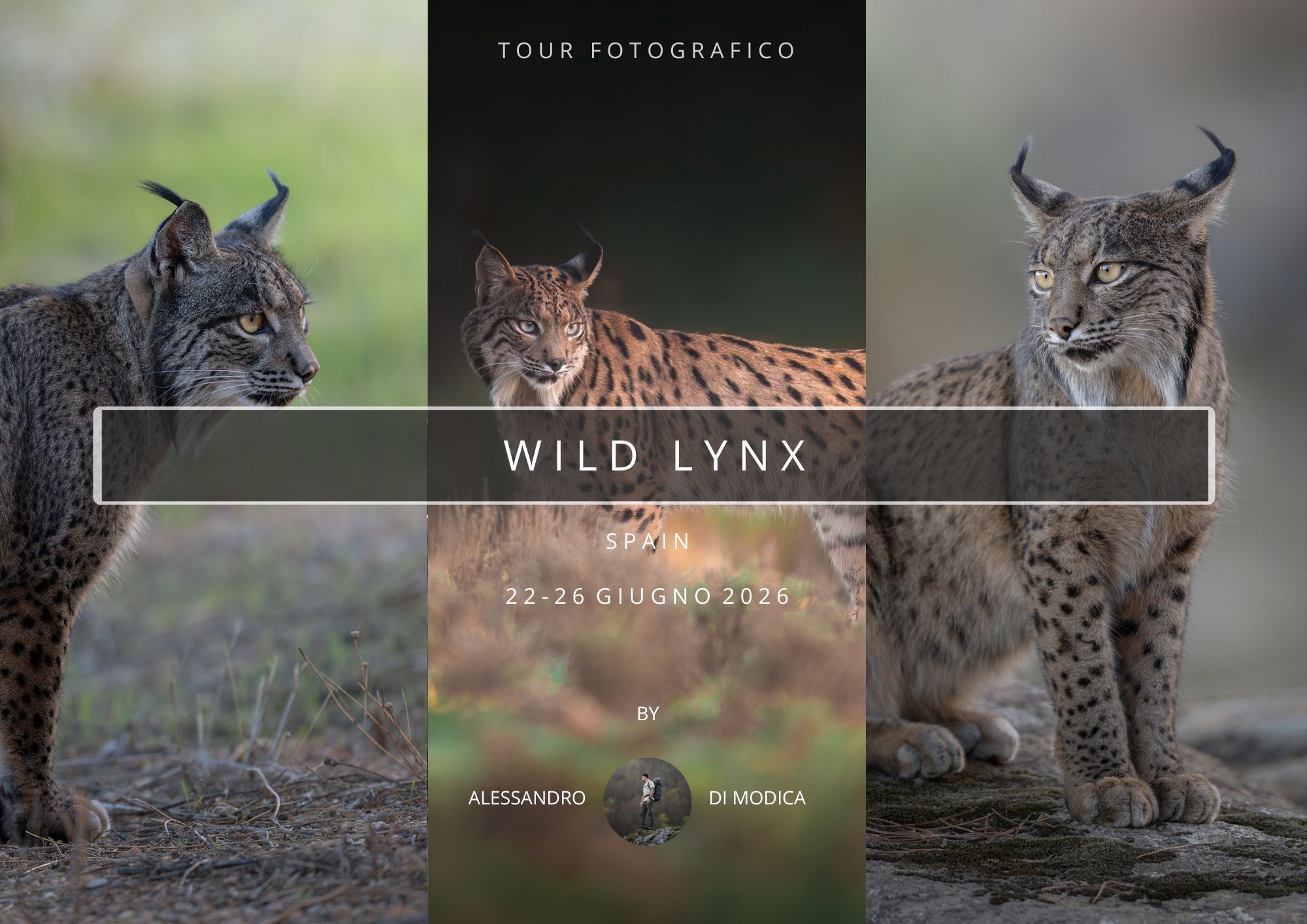 WILD LYNX 22 -26 JULY 2026